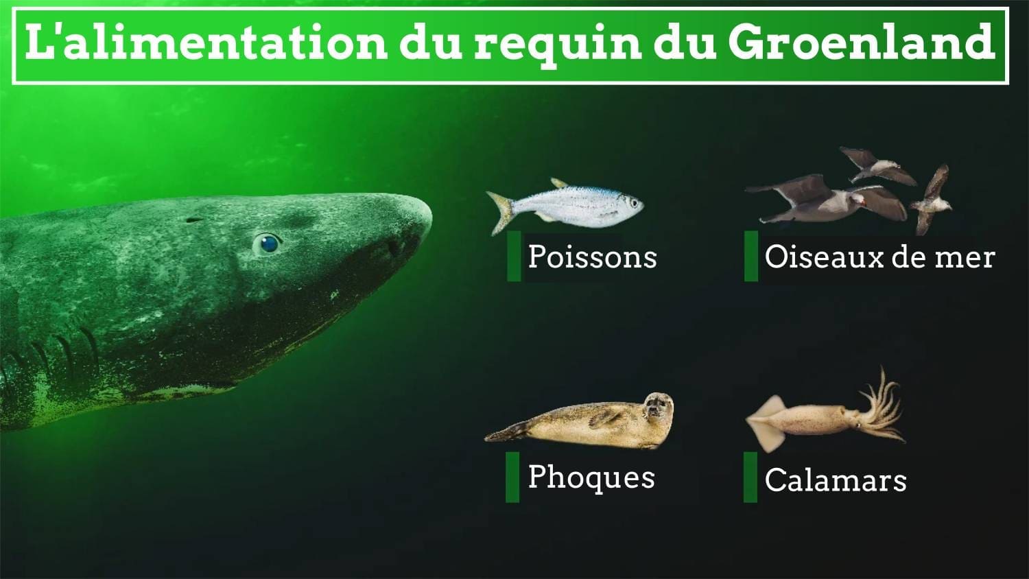 découvrez comment le requin du groenland offre des indices uniques sur le vieillissement des yeux, révélant des secrets de longévité et de santé oculaire.