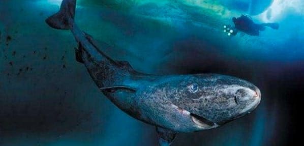 découvrez comment le requin du groenland peut offrir des indices précieux sur le vieillissement des yeux, grâce à ses caractéristiques uniques et sa longévité exceptionnelle.