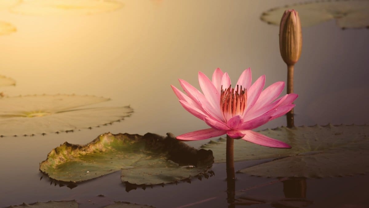 découvrez la symbolique profonde de la fleur de lotus, un emblème de paix intérieure et de résilience face aux défis de la vie.