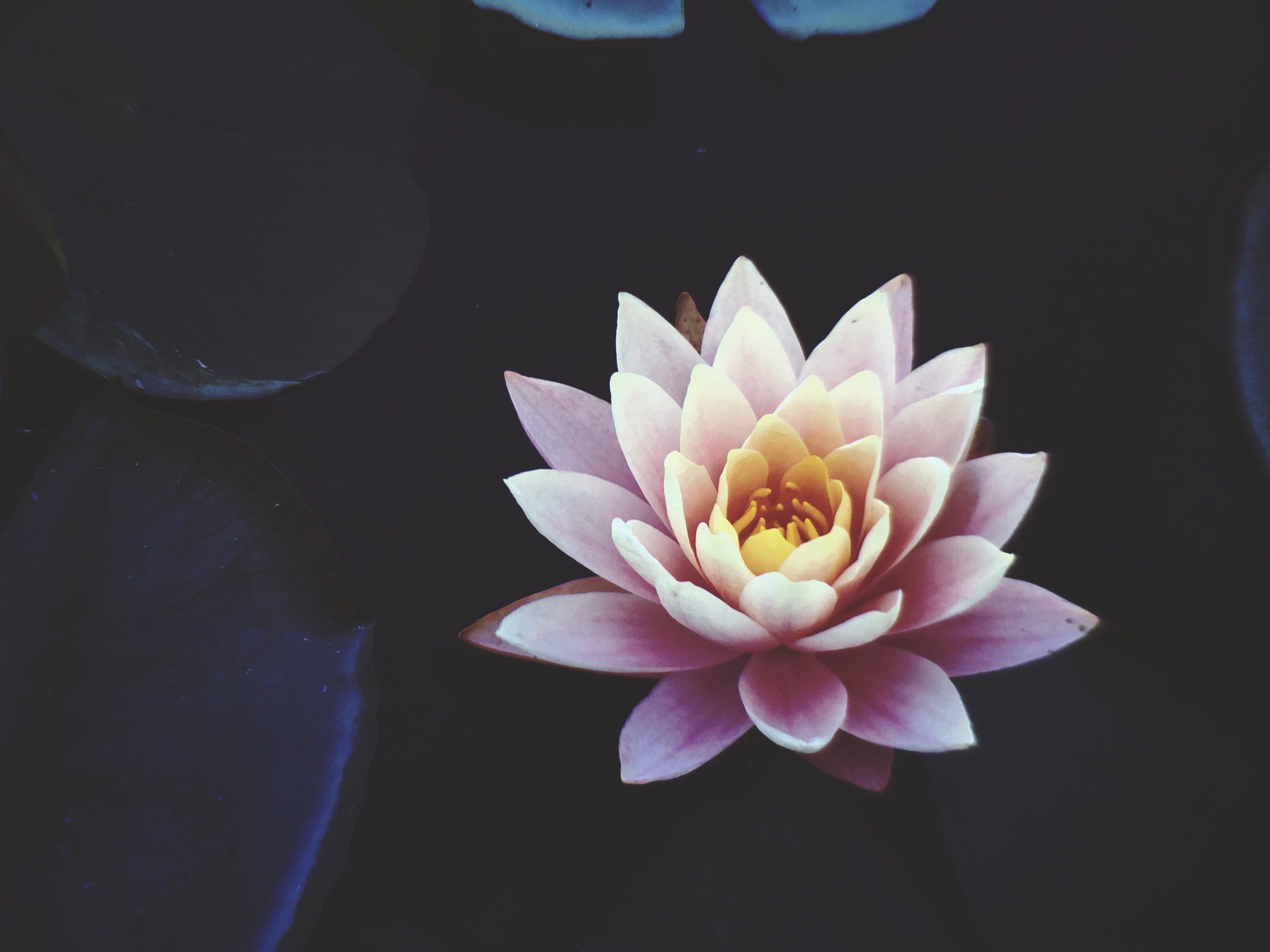 découvrez la symbolique de la fleur de lotus, emblème de paix et de résilience, qui inspire sérénité et force intérieure dans toutes les cultures.