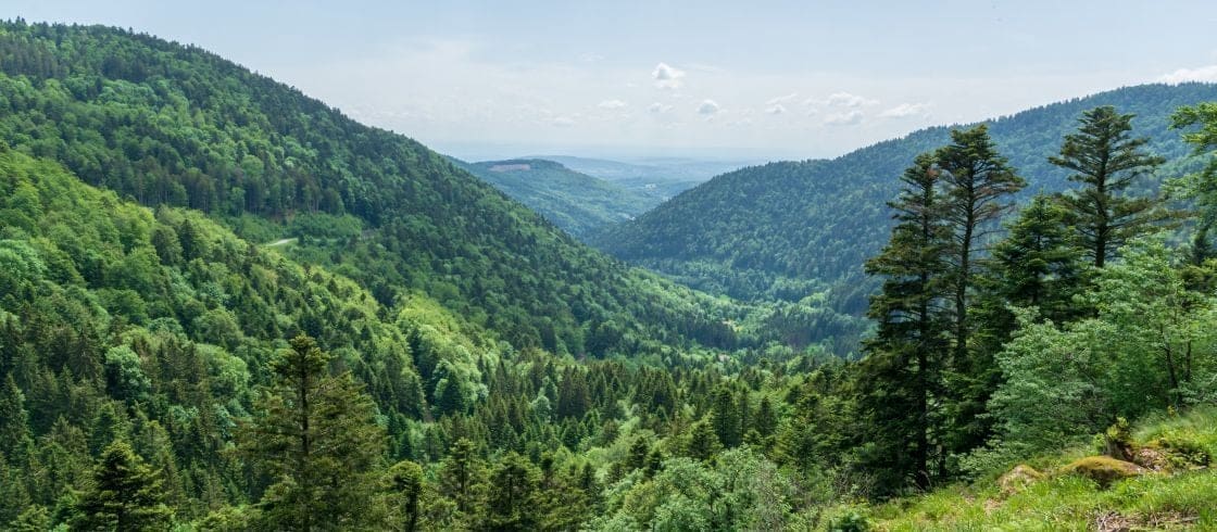 découvrez un héritage unique au cœur des vosges, entre nature préservée et traditions authentiques.