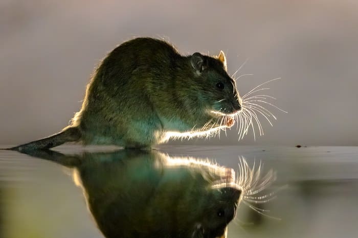 découvrez la signification d'une souris dans votre maison et ce que ce symbole peut représenter dans différentes cultures et croyances.