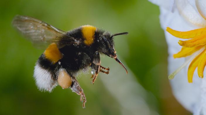 Les Mystères des Abeilles (Disney+) : Plongée au cœur d’une ruche impitoyable
